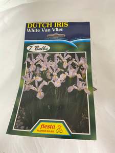 Garden: Bulb - DUTCH IRIS - White Van Vliet