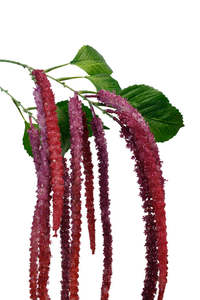 Artificial Flowers And Plants: Artificial Flower - Amaranthus Spray Burgundy