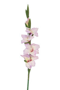 Artificial Flowers And Plants: Artificial Flower - Gladiolus Spray Light Pink