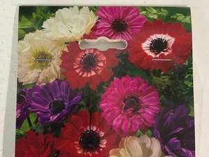Gifts Under 20: Bulb - ANEMONE - St Brigid Mix 20