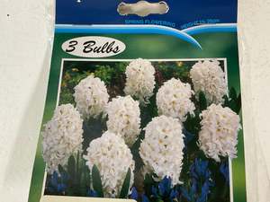 Gifts Under 20: Bulb - HYACINTH - Top White PK3