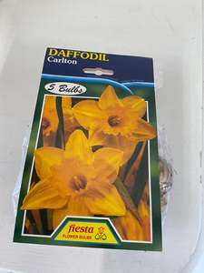 Gifts Under 20: Bulb - DAFFODIL - Carlton