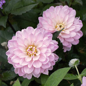 Dahlia Tuber - Melody Harmony