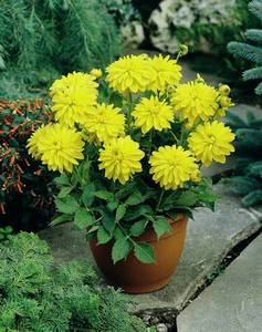 Gift: Dahlia Tuber - Melody Latin