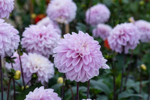 Dahlia Tuber - Espacio