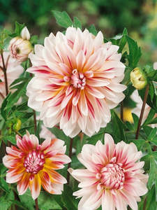 Gift: Dahlia Tuber - Caribbean Fantasy