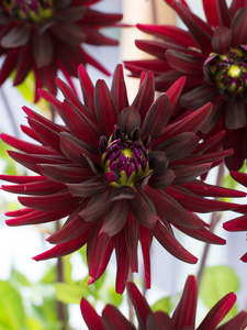 Gift: Dahlia Tuber - Chat Noir