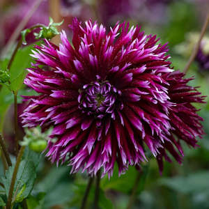 Gift: Dahlia Tuber - Alauna Clair Obscure