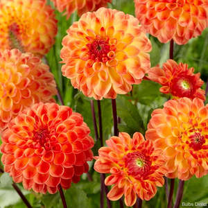 Dahlia Tuber - Jowey Chantal