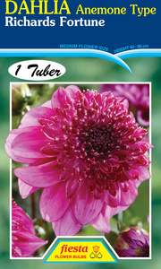 Dahlia Tuber - Richards Fortune