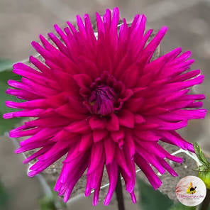 Gifts Under 20: Dahlia Tuber - Purple Gem
