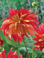 Dahlia Tuber - Nick Sr