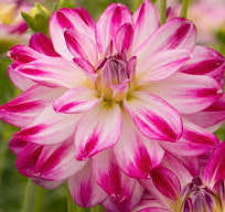 Gifts Under 20: Dahlia Tuber - Saint Martin