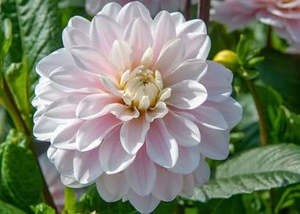 Gifts Under 20: Dahlia Tuber - Sliver Years