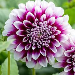 Earth And Blooms: Dahlia Tuber - Edinburgh