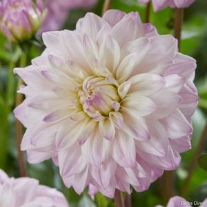 Earth And Blooms: Dahlia Tuber - Who Me