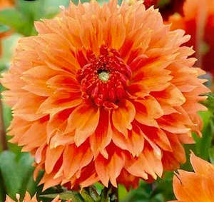 Dahlia Tuber - Orange Fubuki