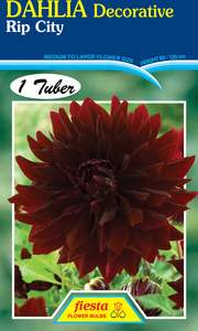 Earth And Blooms: Dahlia Tuber - Rip City