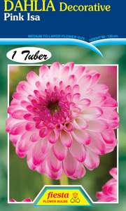 Earth And Blooms: Dahlia Tuber - Pink Isa