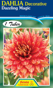 Dahlia Tuber - Dazzling Magic