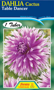Earth And Blooms: Dahlia Tuber - Table Dancer