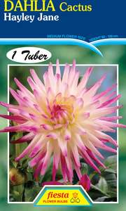 Earth And Blooms: Dahlia Tuber - Hayley Jane