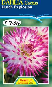 Earth And Blooms: Dahlia Tuber - Dutch Explosion