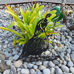 CRAZY SALE - Californian Quail