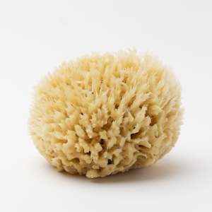 Sea Wool Sponge