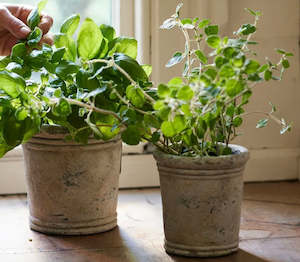 French Country Collections: French Country Gris Planter Small