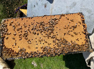 Products: Beehive Nucleus 4 Frame - Lion Apiaries