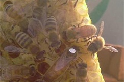 Products: Mated Queen Bees: Pre-Order Now for October 12th - Lion Apiaries