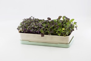 Gifts: Micropod Microgreen Starter Kit - Seafoam