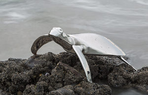 Products: Turtle (Mr Bling) – Darren Wise Stainless Sculptor www.darrenwise.co.nz