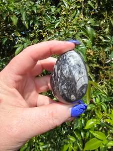 Eggs: Orthoceras Fossil Egg