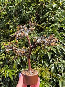Other: Tigers Eye Crystal Tree Large