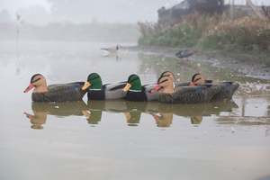 Game On 20" Magnum Mallard Decoy Family Fully Flocked