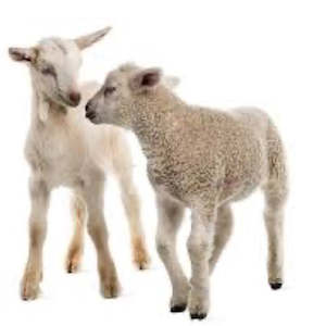 Supplements: Megimmune Newborn