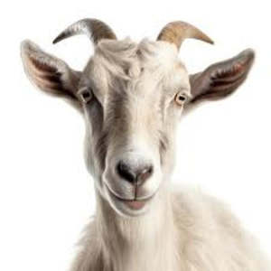 Supplements: Megimmune CuRed