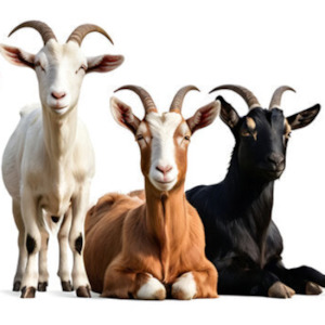 Kits: General Adult Goat Kit