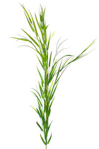Bamboo Grass - Extra Tall 1.25mtrs - Box Lot Deal (6)