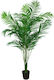 Tree - Pearl Palm - 170/210cm