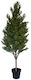Buxus Topiary - 150cm  ✰✰✰ SHOWROOM SPECIAL ✰✰✰