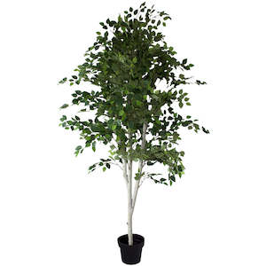 Silver Birch Tree 176cm ✰✰✰ SHOWROOM SPECIAL ✰✰✰