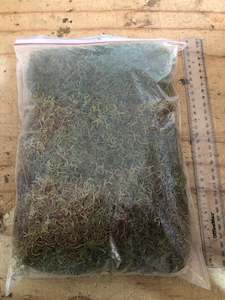 Artificial Ferns: Moss  - Tree Moss - Natural