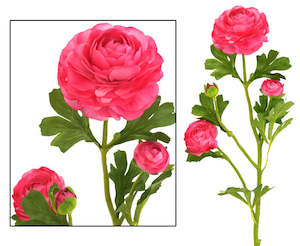 Flower Colour Pink Apricot: Buttercup - Pink - Box Lot Deal (6) SPECIAL