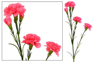 Flower Colour Pink Apricot: Carnation Flower Spray - Pink Box Lot Deal (6) SPECIAL