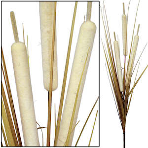 Bull Rush - Beach Cream - Extra Large (Box of 6) ✰✰✰ HALF PRICE SPECIAL ✰✰✰