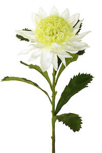 Flowers Stuvwxyz: Waratah - Large - Cream Pearl