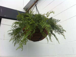 Artificial Ferns: Hanging Basket - Ferns